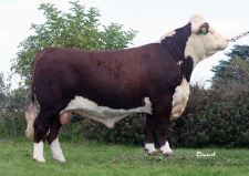 A Son of Tuborg, Swedish AI sire, VB Nando