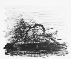 Lisa Strömbeck. From The Last Trees series. 2017. Liquid light photography on wood. unique. 49x41 cm. Lisa Strömbeck. From The Last Trees series. 2017. Liquid light photography on wood. unique. 49x41 cm.