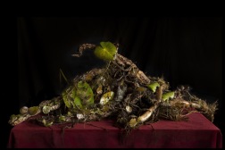 Untitled (mound#1). 2018. 75x50 cm inkl glas och ram Untitled (mound#1). 2018. 75x50 cm inkl glas och ram