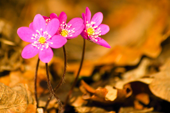 Det finns rosa blåsippor. De kan ändra färg... Det finns rosa blåsippor. De kan ändra färg...