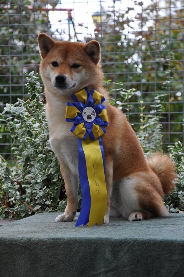 Roxy fick sitt första CERT 10 oktober 2015. Hurra! Roxy fick sitt första CERT 10 oktober 2015. Hurra!