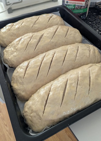 Fyra färdigjästa, snittade och äggpenslade limpor som är på väg in i ugnen