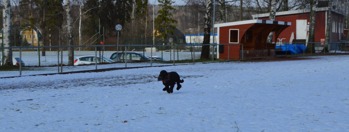 Zäta, 9 år, gjorde en attack på sitt rekord från 2012, men underlaget var inte till hans fördel idag Zäta, 9 år, gjorde en attack på sitt rekord från 2012, men underlaget var inte till hans fördel idag