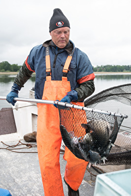 Juli-augustinumret. Fiskelycka med fiskaren Anders. Juli-augustinumret. Fiskelycka med fiskaren Anders.