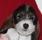 mammas hund