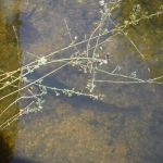 I ett vattendrag som jag korsade under min cykeltur fanns det flera stora fiskar.