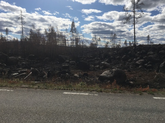 Skogen är svart av sot, efter den varma sommarens skogsbrand längs länsväg 296 mellan Kårböle och Ytterhogdal.