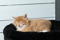 Rasmus (5)