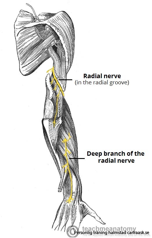 Ulnarisnerv Nervus radialis