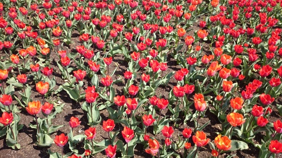 Tulpanerna är den största gruppen bland lökväxterna med påskliljor och narcisser som god tvåa. Det finns närmare 6000 olika tulpaner. Av dem är ca 2600 sorter tillgängliga på världsmarknaden Tulpanerna är den största gruppen bland lökväxterna med påskliljor och narcisser som god tvåa. Det finns närmare 6000 olika tulpaner. Av dem är ca 2600 sorter tillgängliga på världsmarknaden