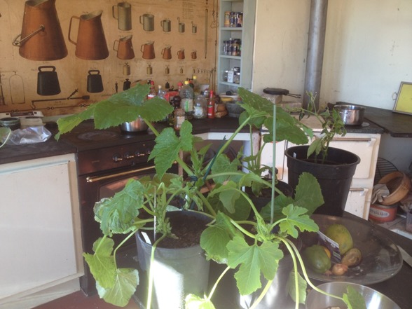 Sommarsquash av sorten Cocozelle vill ut! Sommarsquash av sorten Cocozelle vill ut!