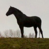 SÅRSPRAY PROBIHORSE