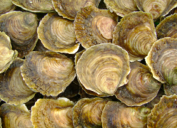 Snäckskalskalk Läs Mer