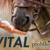 VITAL Probihorse
