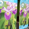 Iris blå - Blå iris