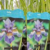 Strandiris - Iris sibirica