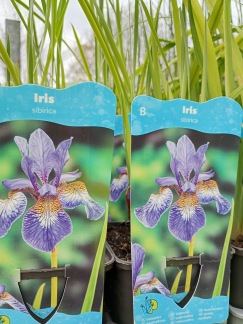 Strandiris - Iris sibirica