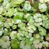 Spikblad Novae Zelandiae