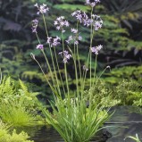 Tulbagia