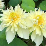 Lotus näckros gul