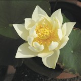 Lotus näckros vit