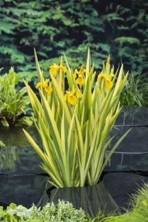 Strimmig gul svärdslilja - Strimmig gul svärdslilja