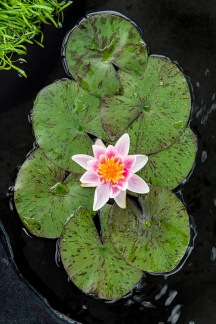 Dvärgnäckros Laydekeri Liliacea - Dvärgnäckros röd