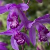 Mikadoblomma