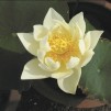 Lotus näckros vit