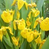Gul svärdslilja - Iris pseudacorus