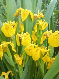 Gul svärdslilja - Iris pseudacorus
