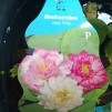 Lotus näckros mix trio