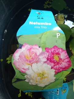 Lotus näckros mix trio - 