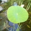 Lotus näckros mix trio