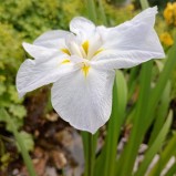 Japansk vit iris