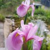 Iris Rose Queen