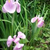 Iris Rose Queen