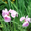 Iris Rose Queen