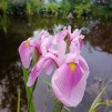 Iris Rose Queen