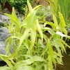 Pilblad - Pilblad Sagittaria sagittifolia