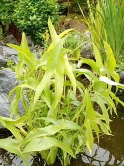 Pilblad - Pilblad Sagittaria sagittifolia