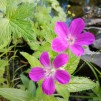Kärrnäva - Geranium palustris
