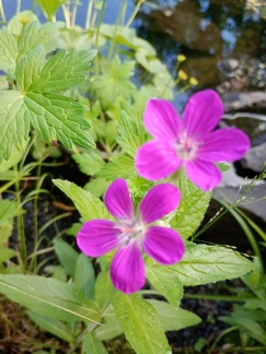 Kärrnäva - Geranium palustris