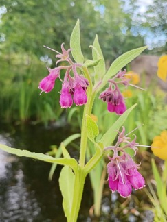 Äkta vallört - Symphytum officinale