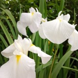 Iris vit