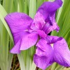 Japansk Iris