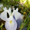 Iris Mottled Beauty
