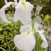 Iris vit