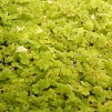 Flytväxt Mossbräken