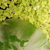 Flytväxt Mossbräken